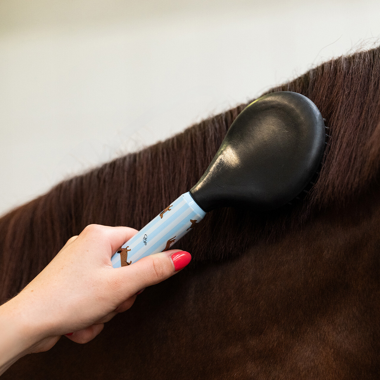 QHP Stable Buddy Dachshund Grooming Set-Horse Brush-Can Pro Equestrian Supply-Evolution Equestrian Co.