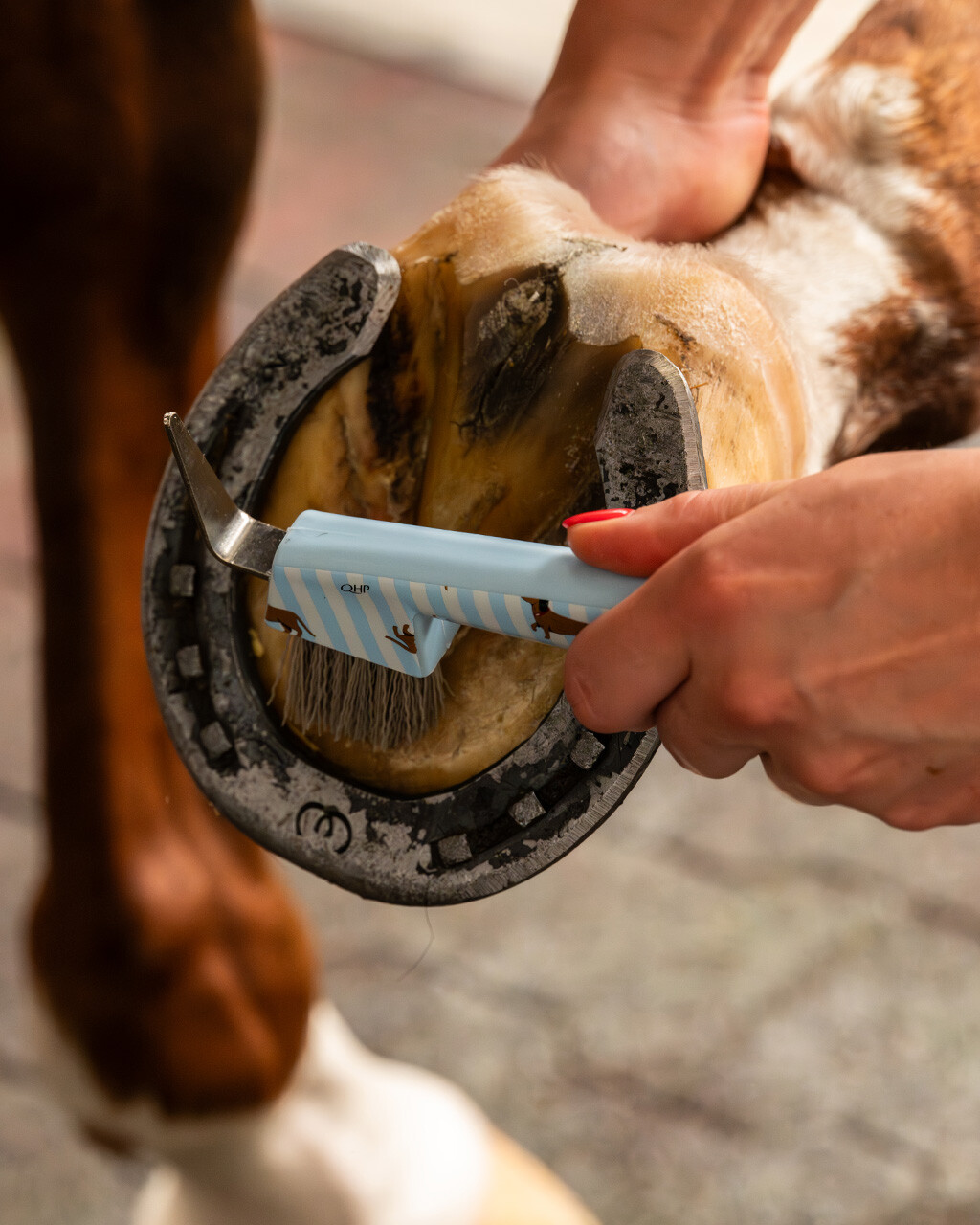 QHP Stable Buddy Dachshund Grooming Set-Horse Brush-Can Pro Equestrian Supply-Evolution Equestrian Co.