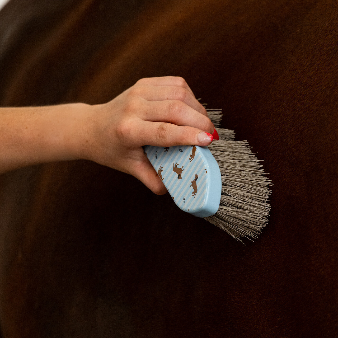 QHP Stable Buddy Dachshund Grooming Set-Horse Brush-Can Pro Equestrian Supply-Evolution Equestrian Co.