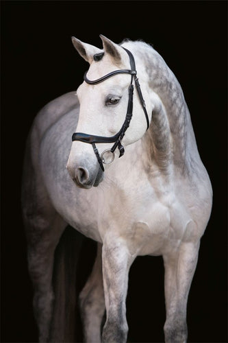 Schockemohle Sports Equitus Alpha Anatomic Bridle-Bridle-Consignment-Evolution Equestrian Co.