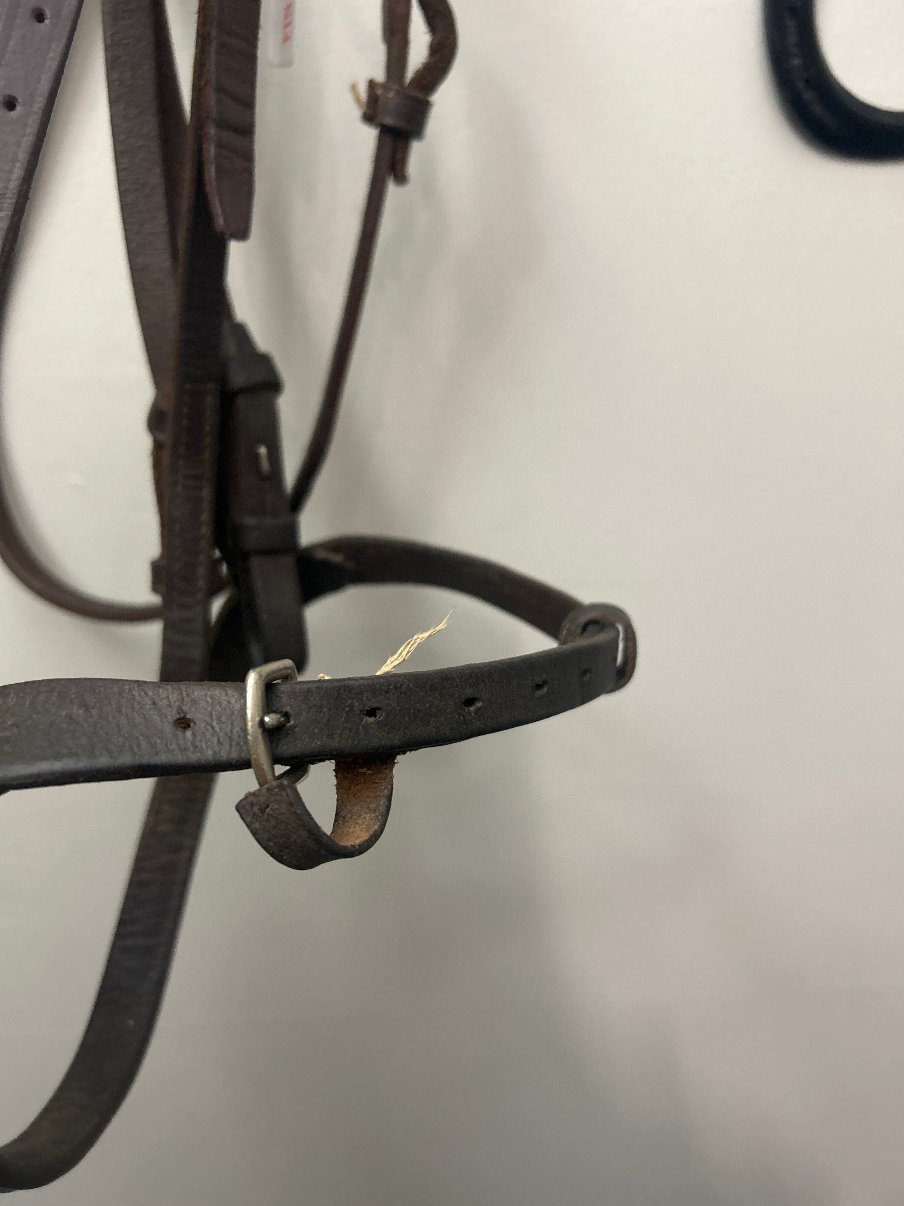 Schooling English Bridle - Large Horse-Bridle-Consignment-Evolution Equestrian Co.