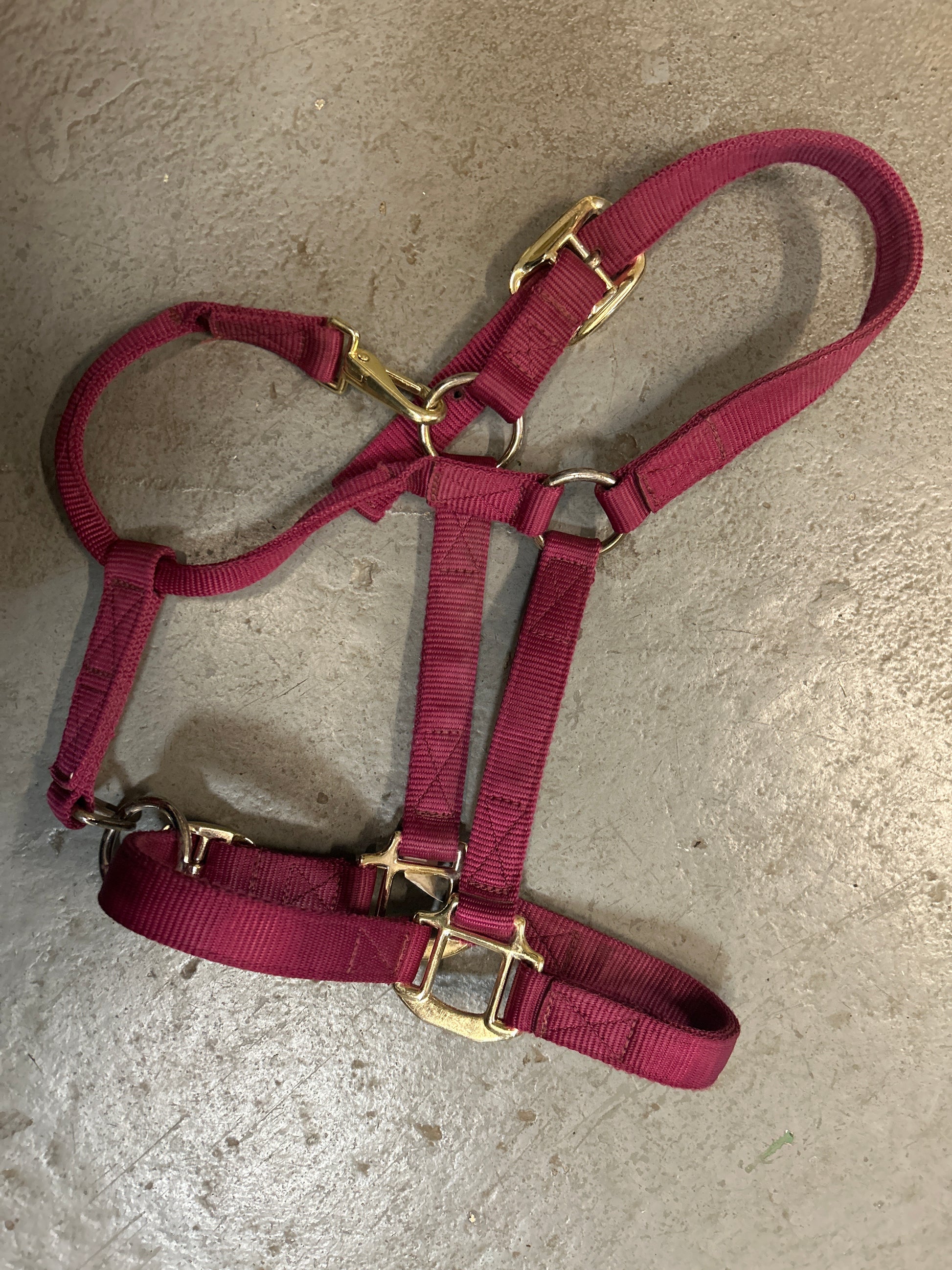 Shedrow Deluxe Nylon Halter Burgundy Full-Halter-Consignment-Evolution Equestrian Co.