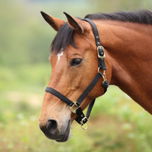 Load image into Gallery viewer, Shires ARMA Adjustable Nylon Halter-Halter-Pegasus-Pony-Black-Evolution Equestrian Co.
