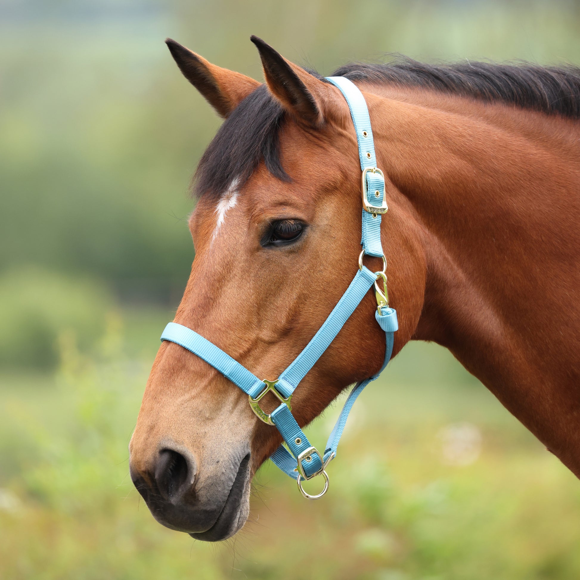 Shires ARMA Adjustable Nylon Halter-Halter-Pegasus-Pony-Black-Evolution Equestrian Co.