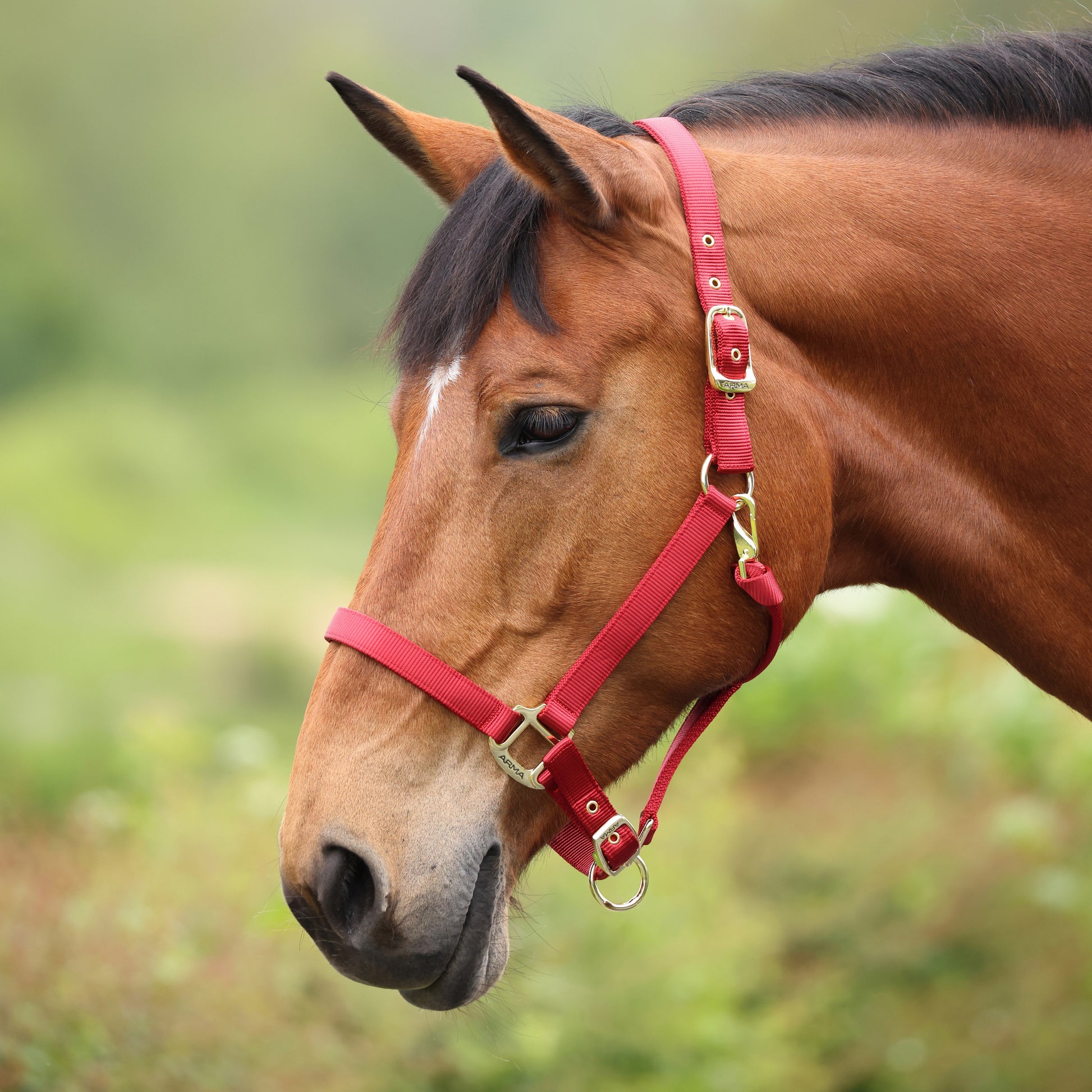 Shires ARMA Adjustable Nylon Halter-Halter-Pegasus-Pony-Black-Evolution Equestrian Co.