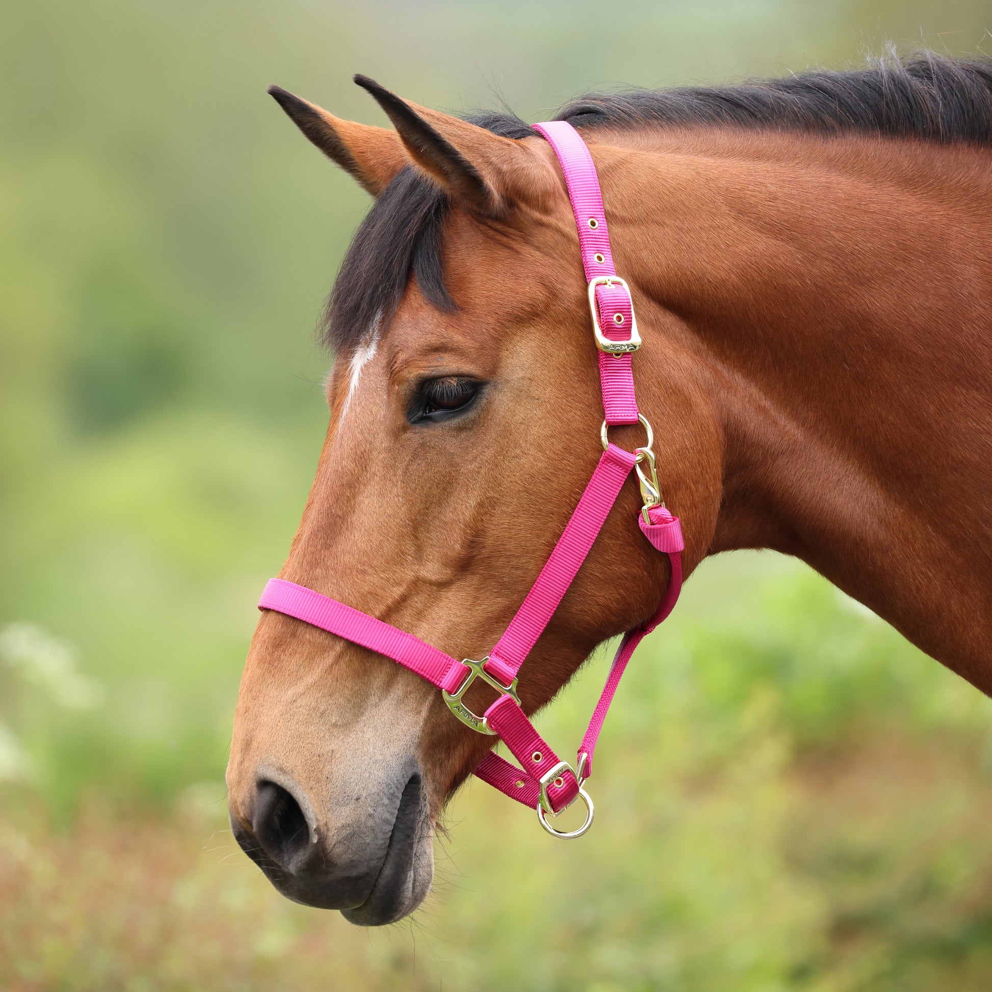 Shires ARMA Adjustable Nylon Halter-Halter-Pegasus-Pony-Black-Evolution Equestrian Co.