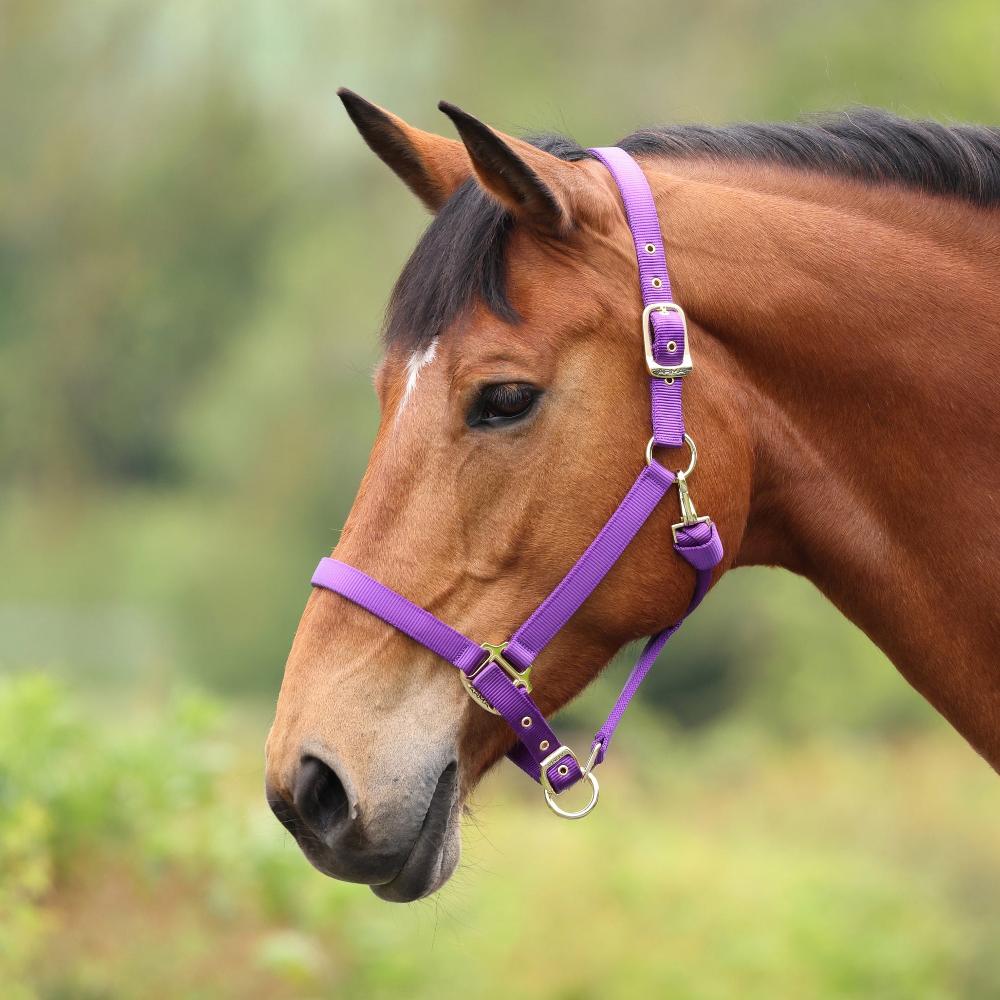 Shires ARMA Adjustable Nylon Halter-Halter-Pegasus-Pony-Black-Evolution Equestrian Co.