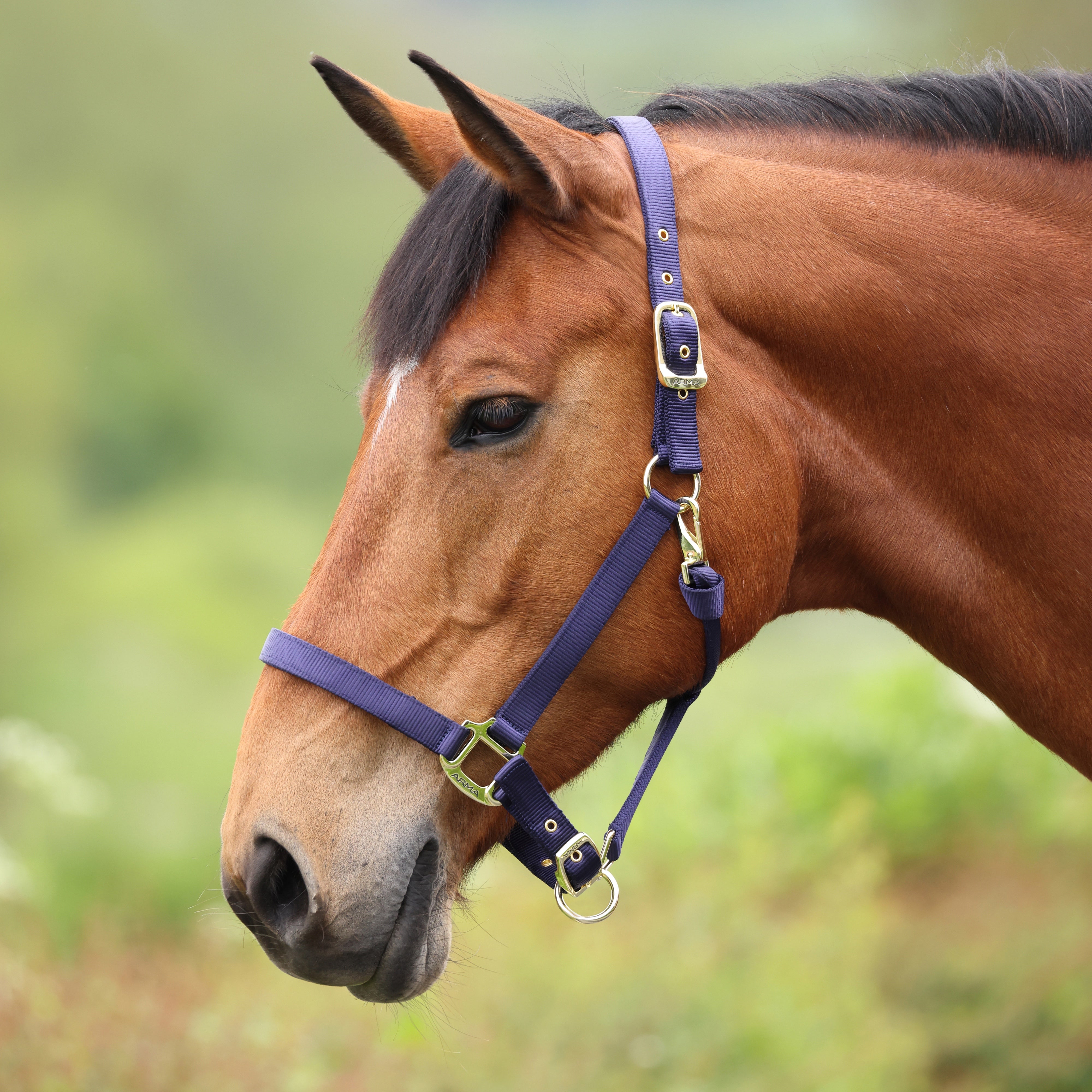 Shires ARMA Adjustable Nylon Halter-Halter-Pegasus-Pony-Black-Evolution Equestrian Co.