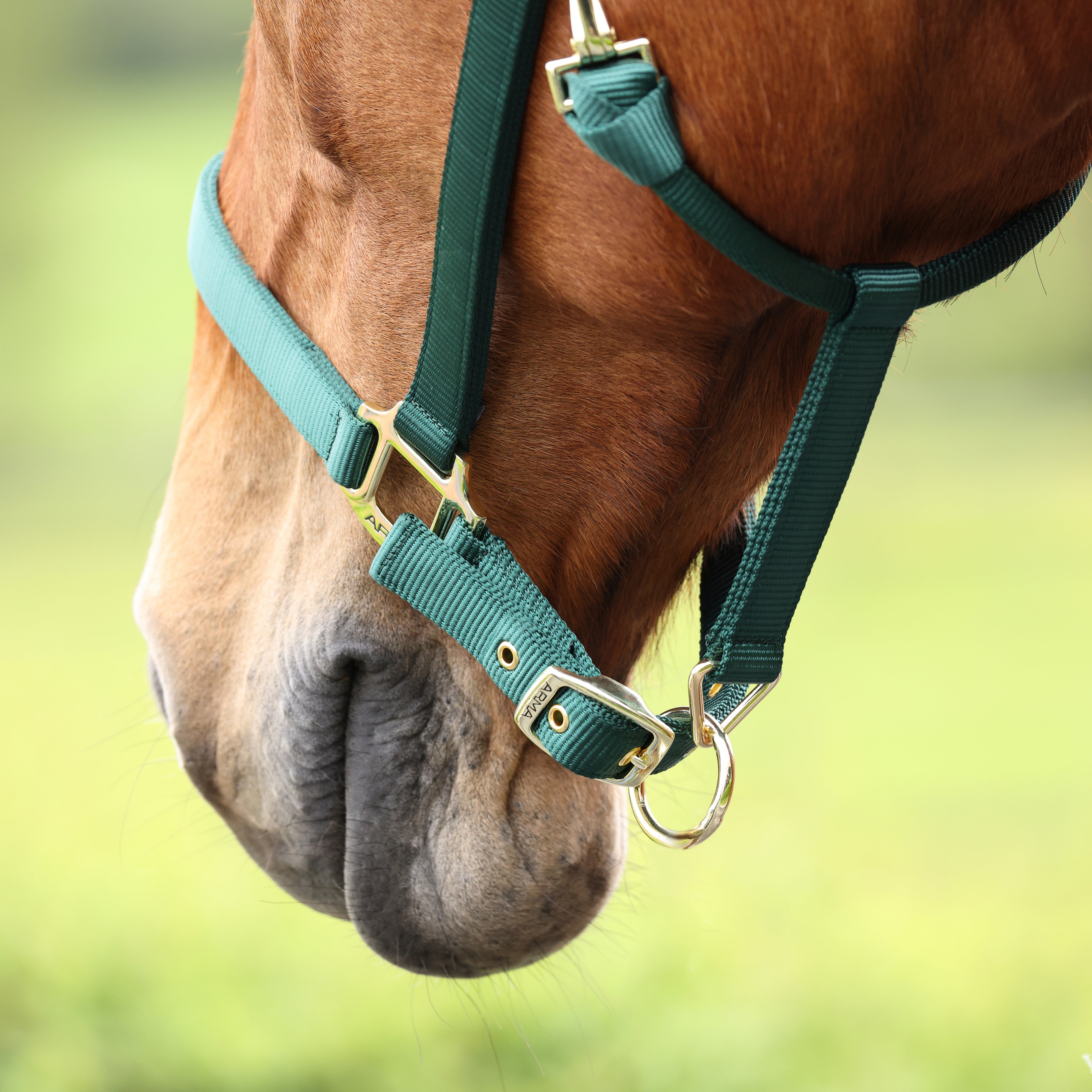 Shires ARMA Adjustable Nylon Halter-Halter-Pegasus-Pony-Black-Evolution Equestrian Co.