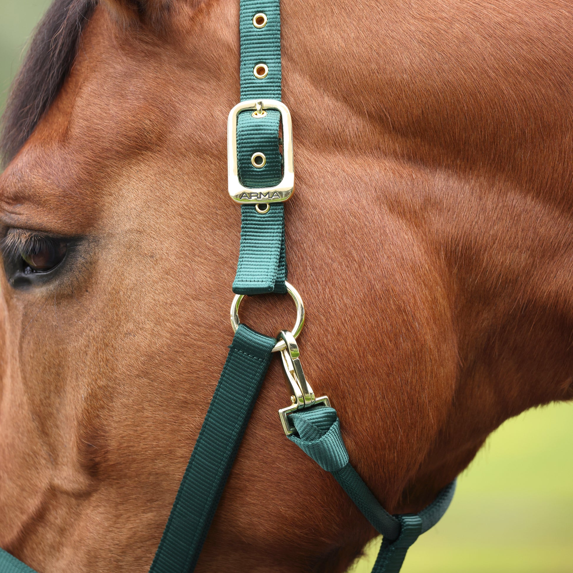 Shires ARMA Adjustable Nylon Halter-Halter-Pegasus-Pony-Black-Evolution Equestrian Co.