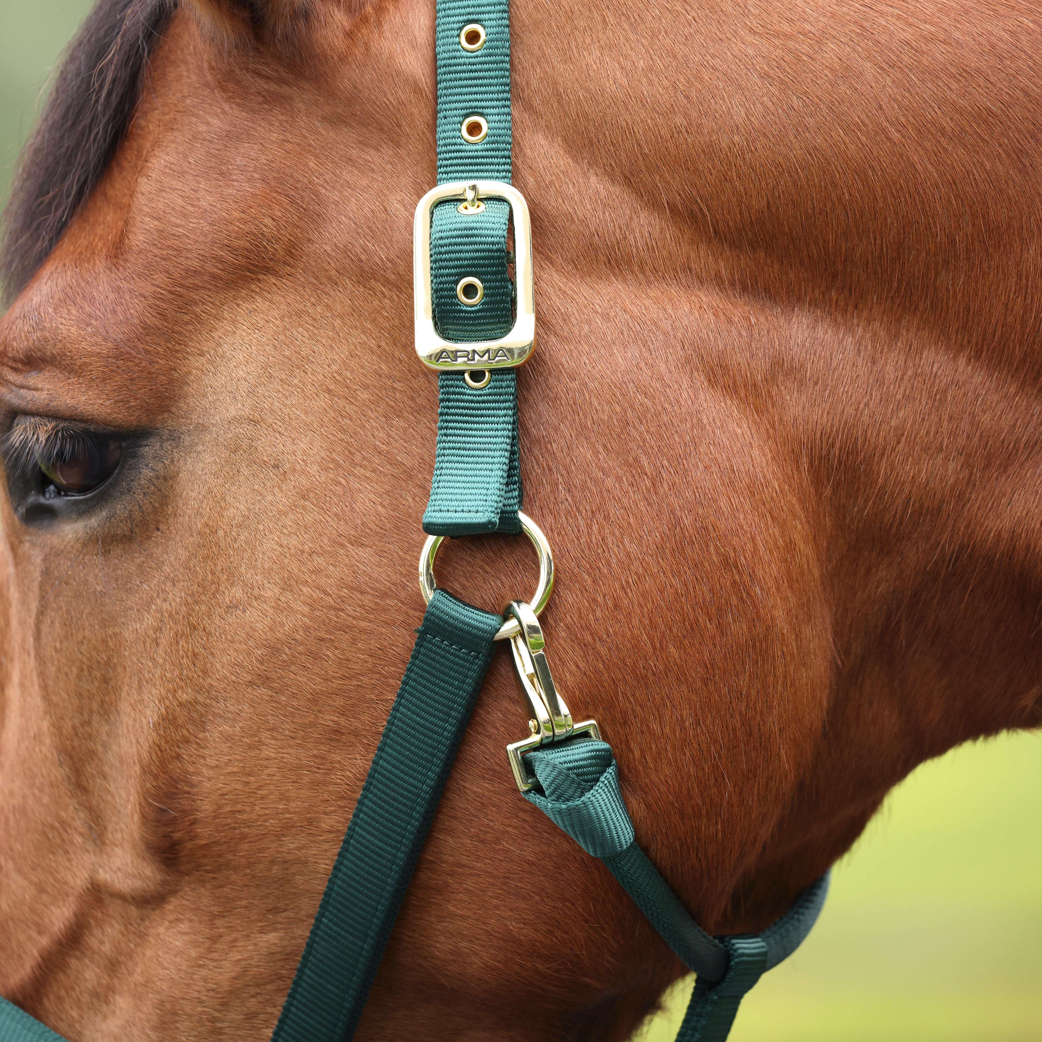 Shires ARMA Adjustable Nylon Halter-Halter-Pegasus-Pony-Black-Evolution Equestrian Co.