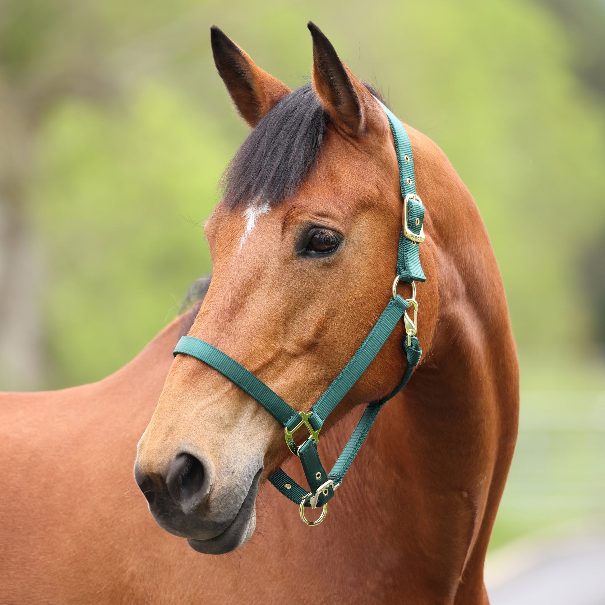 Shires ARMA Adjustable Nylon Halter-Halter-Pegasus-Pony-Black-Evolution Equestrian Co.