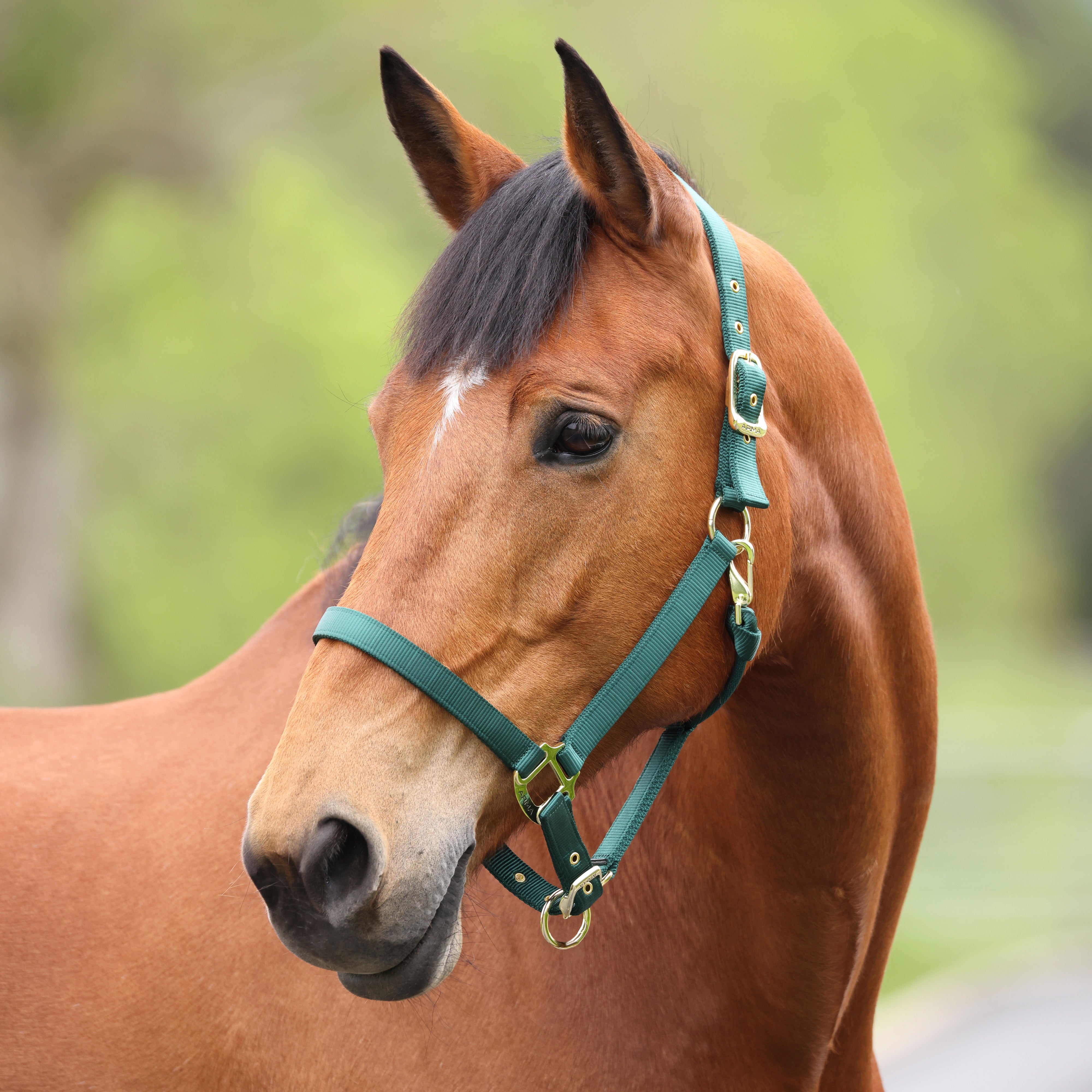 Shires ARMA Adjustable Nylon Halter-Halter-Pegasus-Pony-Black-Evolution Equestrian Co.