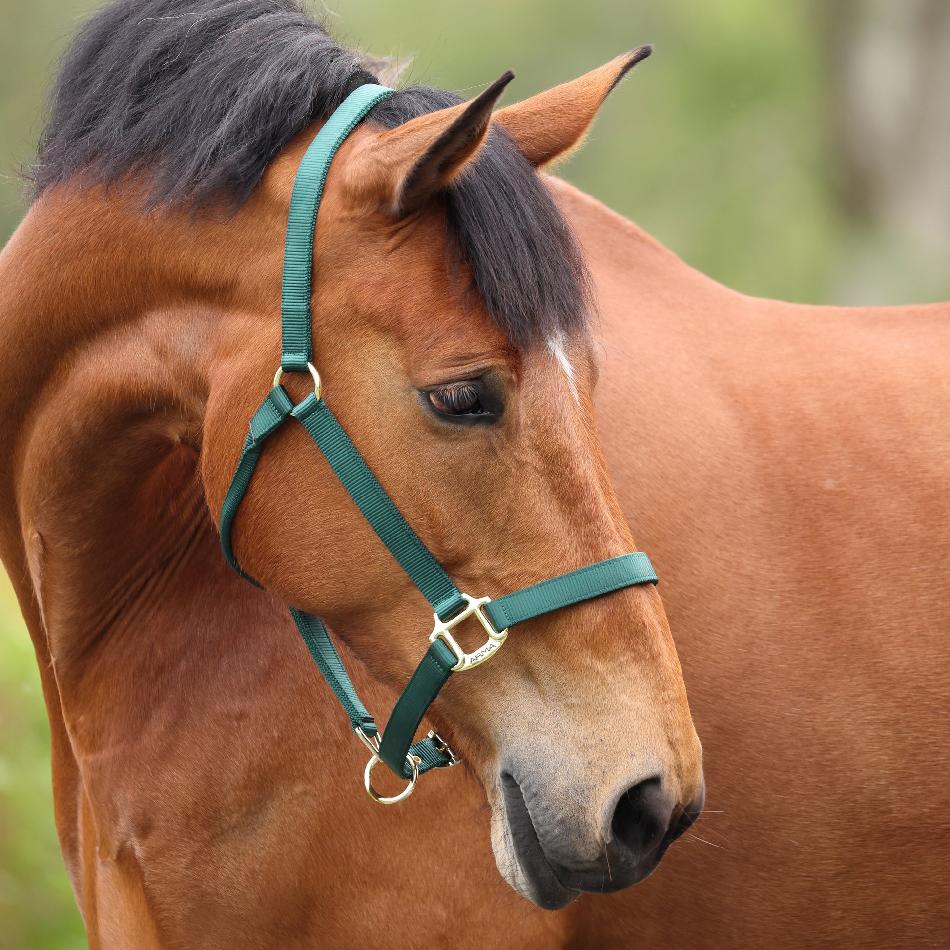 Shires ARMA Adjustable Nylon Halter-Halter-Pegasus-Pony-Black-Evolution Equestrian Co.