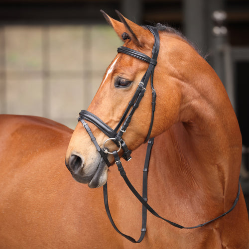 Shires Avignon Aspen Bridle-Bridle-Pegasus-Pony-Evolution Equestrian Co.