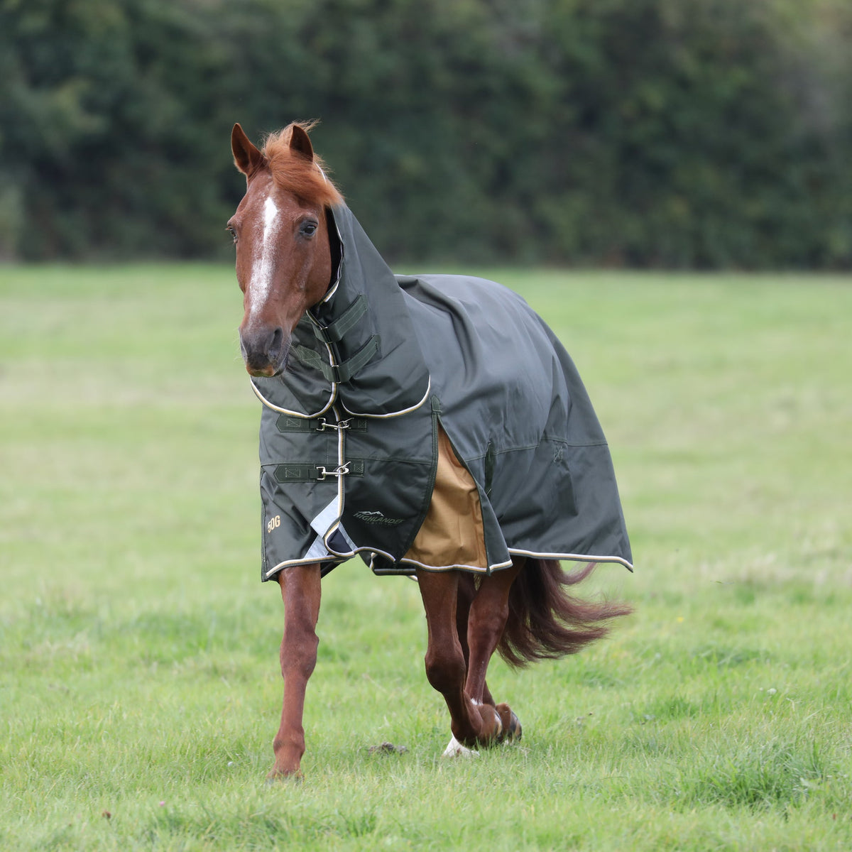 Shires Highlander Plug 50g Combo Turnout Blanket-Horse Blanket-Pegasus-69"-Evolution Equestrian Co.