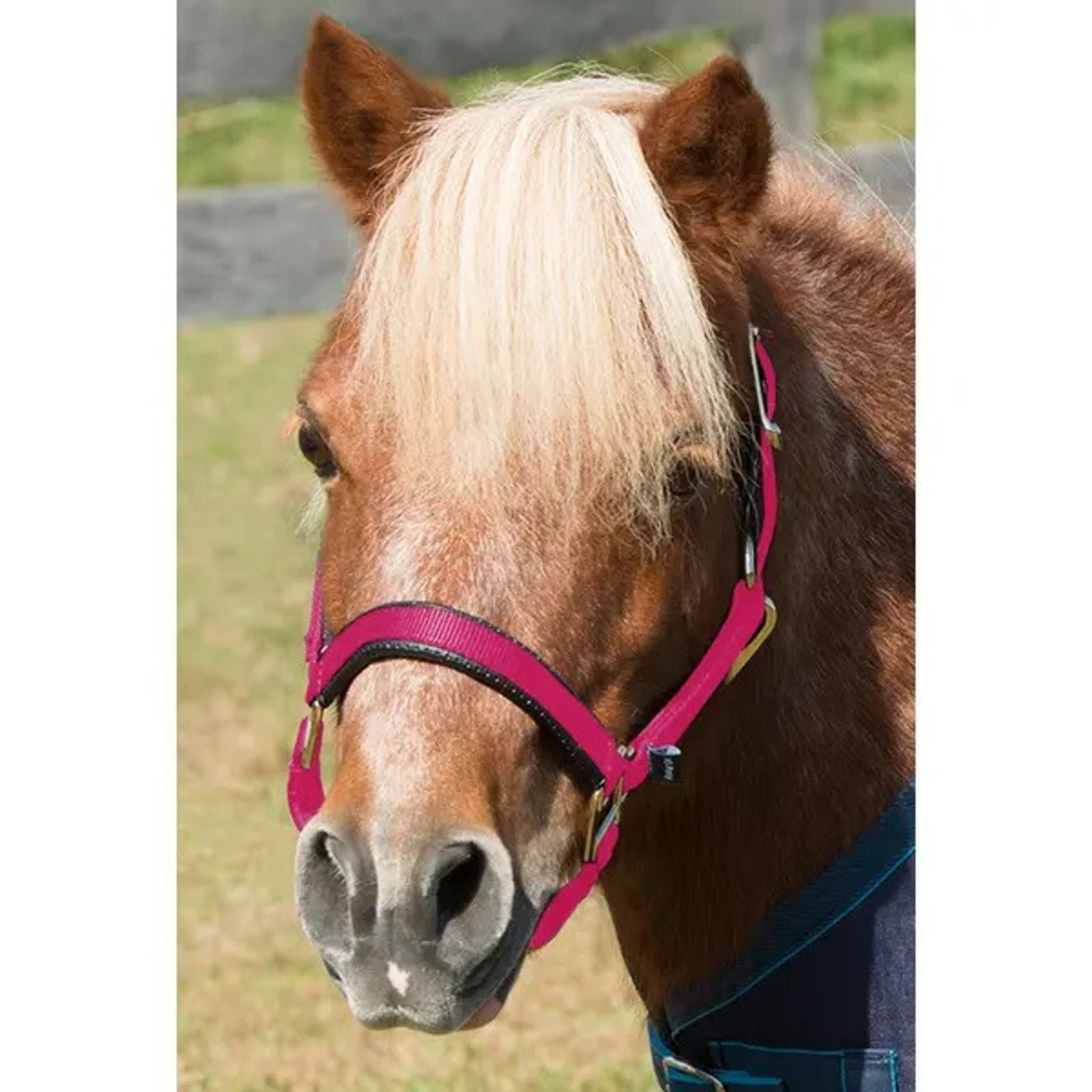 Shires Mini Topaz Halter-Halter-Pegasus-Raspberry-Evolution Equestrian Co.