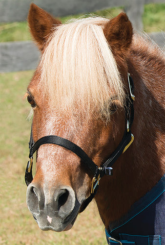 Shires Mini Topaz Halter-Halter-Pegasus-Black-Evolution Equestrian Co.