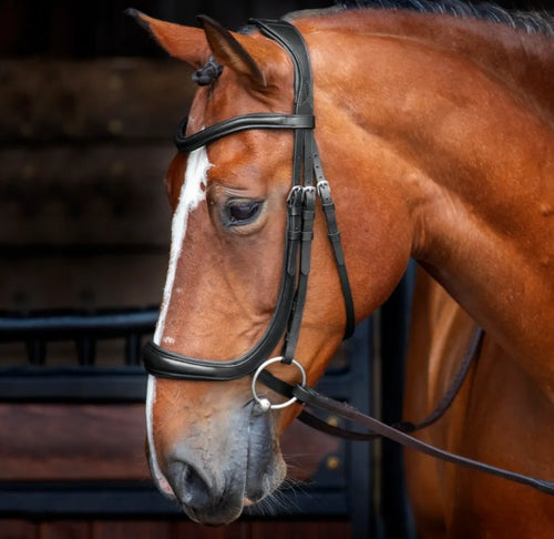 Shires Velociti RAPIDA Ergonomic Curved Cavesson Bridle-English Tack-Pegasus-Cob-Black-Evolution Equestrian Co.