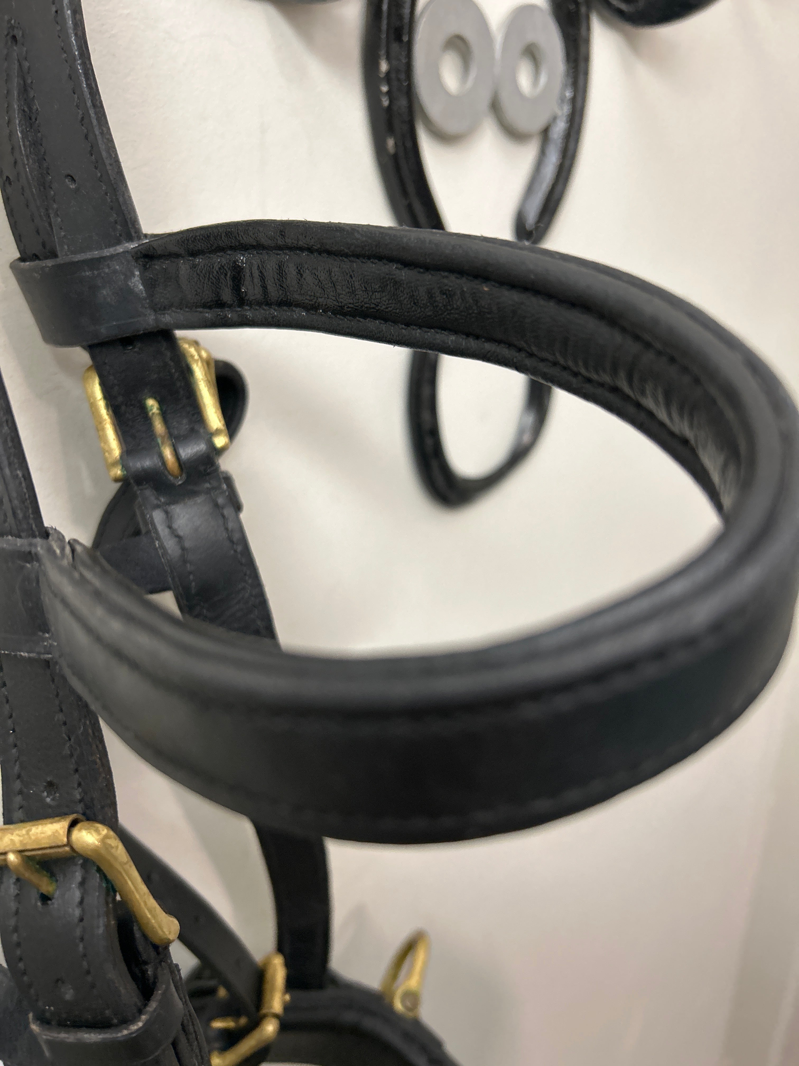 Skyline Lunging Cavesson-Horse Training-Consignment-Evolution Equestrian Co.