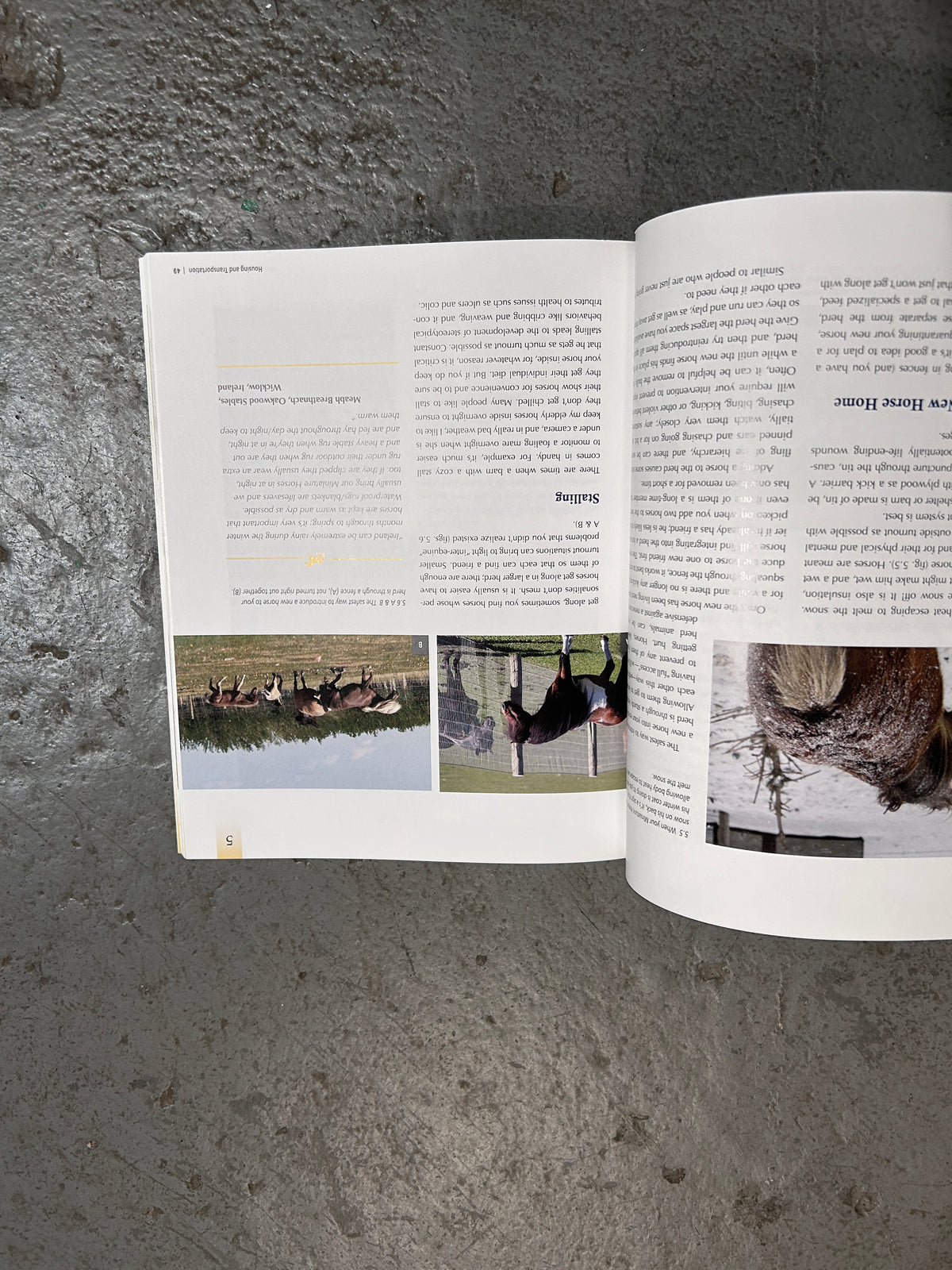The Big Book of Miniature Horses by Kendra Gale-Book-Consignment-Evolution Equestrian Co.