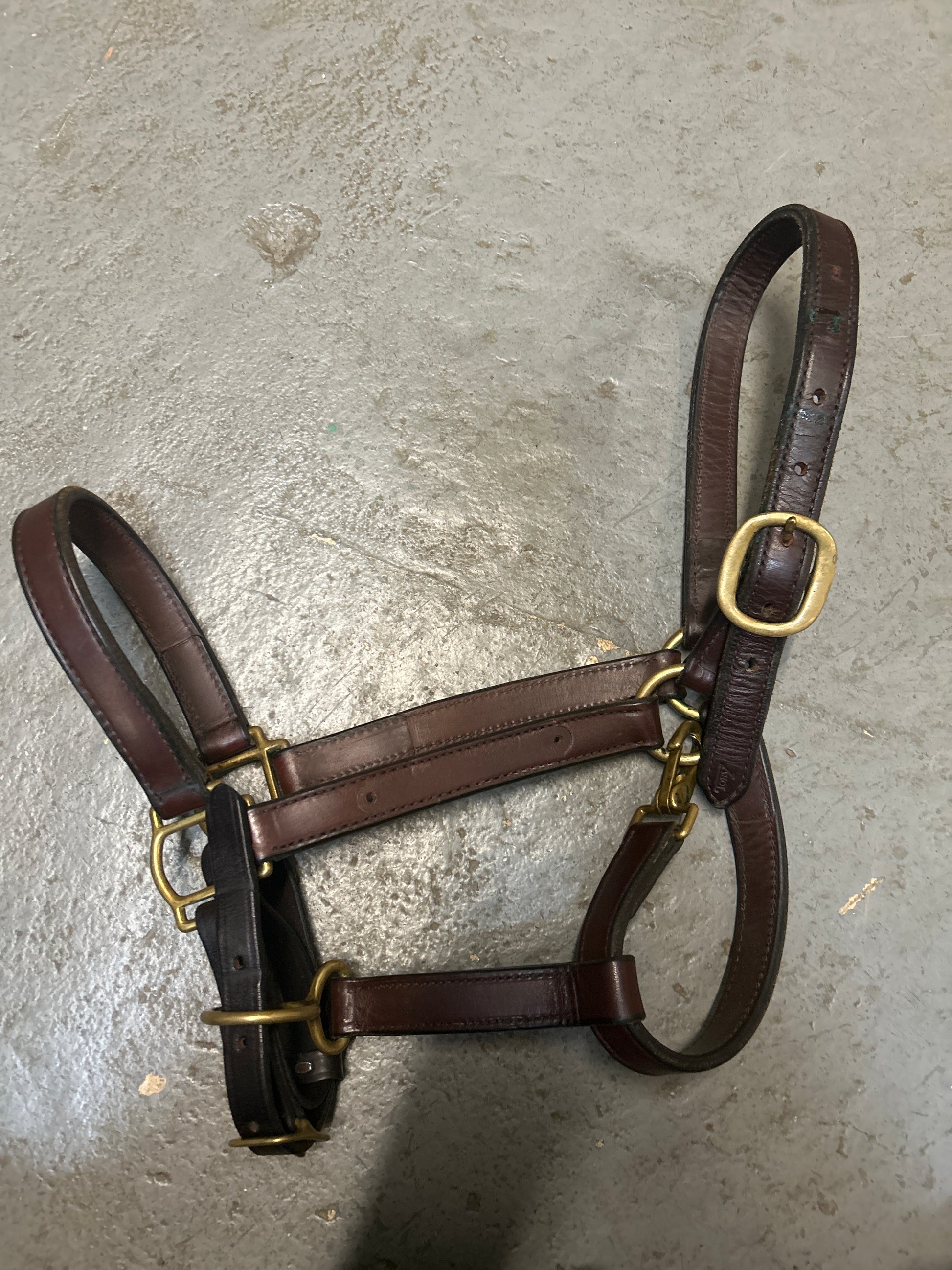 Tory Leather Halter-Halter-Consignment-Evolution Equestrian Co.