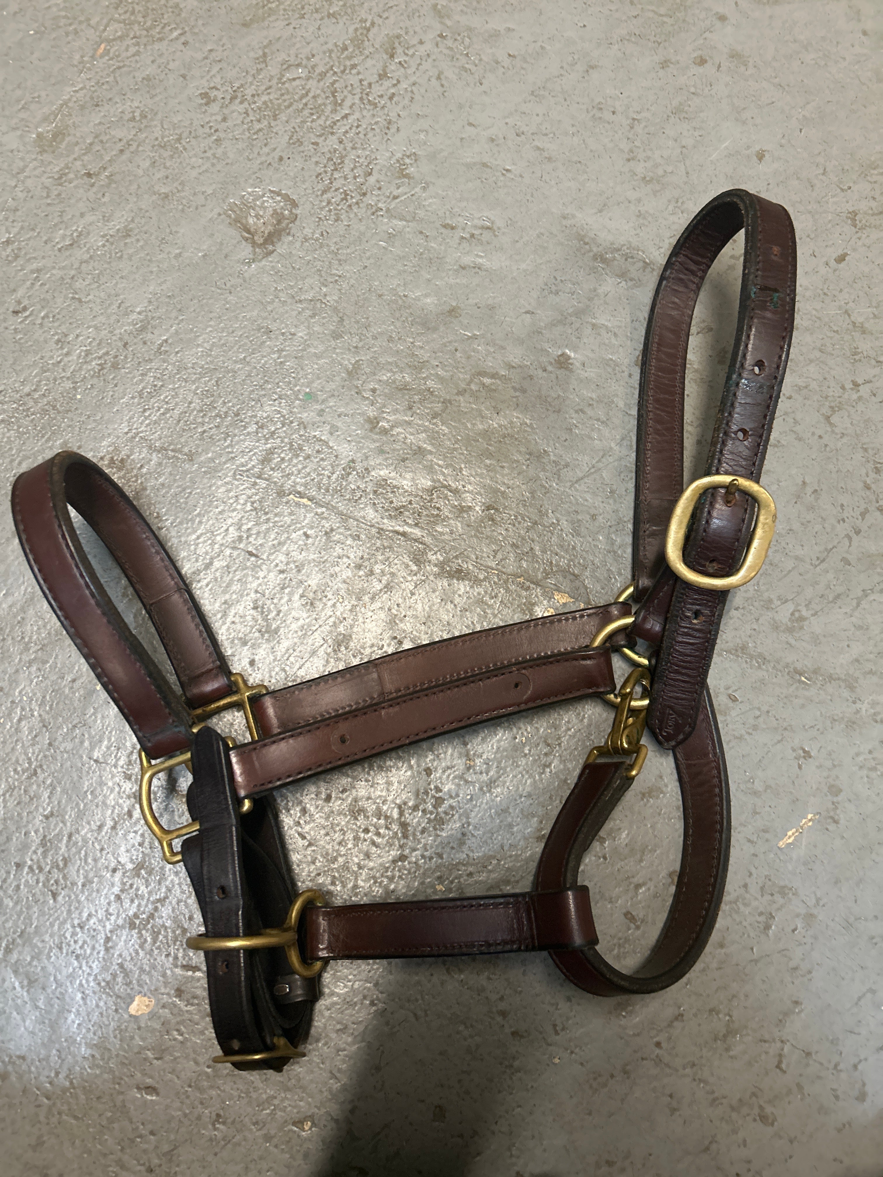 Tory Leather Halter-Halter-Consignment-Evolution Equestrian Co.