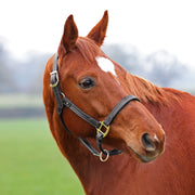 Velociti Lusso Girona Leather Halter-Horse Halters-Pegasus-Havana-Pony-Evolution Equestrian Co.