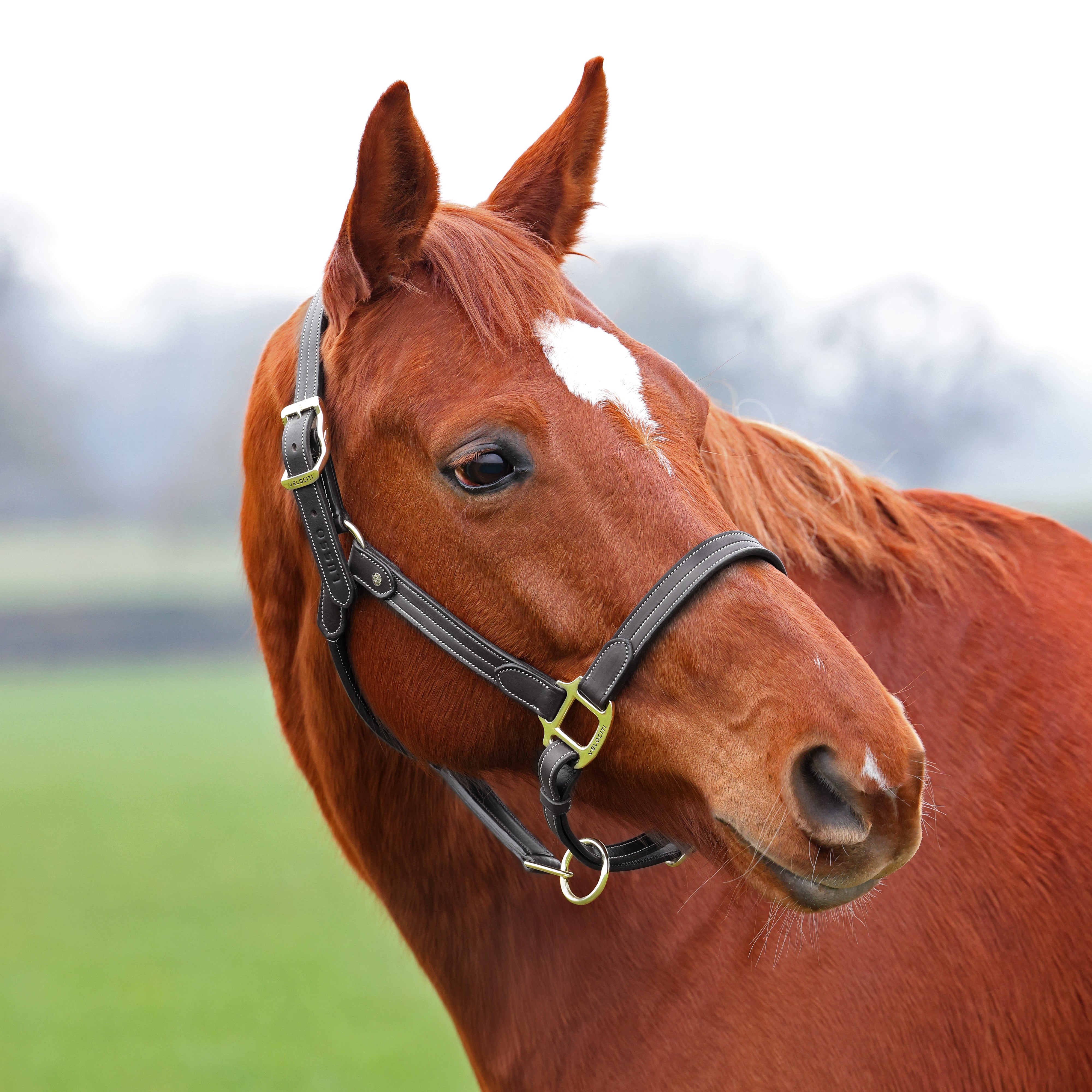 Velociti Lusso Girona Leather Halter-Horse Halters-Pegasus-Havana-Pony-Evolution Equestrian Co.