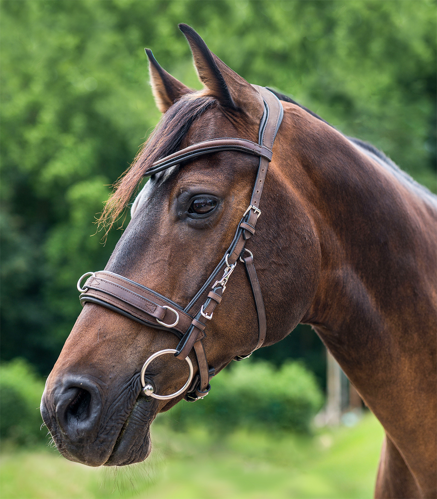 Waldhausen Anatomic Lunge Cavesson-Bitless Bridle-Can Pro Equestrian Supply-Havana-Cob-Evolution Equestrian Co.
