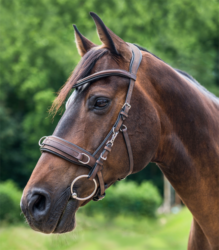 Waldhausen Anatomic Lunge Cavesson-Bitless Bridle-Can Pro Equestrian Supply-Havana-Cob-Evolution Equestrian Co.