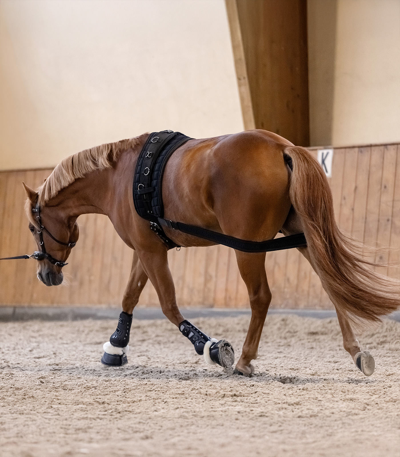Waldhausen Body Bandage-Horse Training-Can Pro Equestrian Supply-Evolution Equestrian Co.