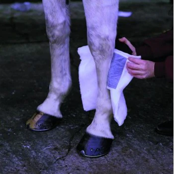 Animalintex Poultice Pad-Horse Health-Canadian Centurion Supply-Evolution Equestrian Co.