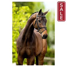 Load image into Gallery viewer, BR Bedford English Bridle-English Bridle-Bieman De Haas-Full-Oak-Evolution Equestrian Co.
