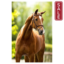 Load image into Gallery viewer, BR Bedford English Bridle-English Bridle-Bieman De Haas-Full-Oak-Evolution Equestrian Co.
