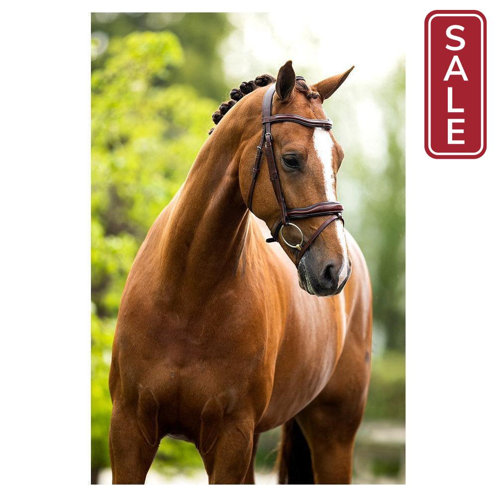 BR Luton Bridle-English Tack-Bieman De Haas-Black/Silver-Cob-Evolution Equestrian Co.