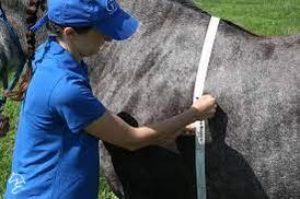 Best Friends Height and Weight Tape-Horse Care-Can Pro Equestrian Supply-Evolution Equestrian Co.
