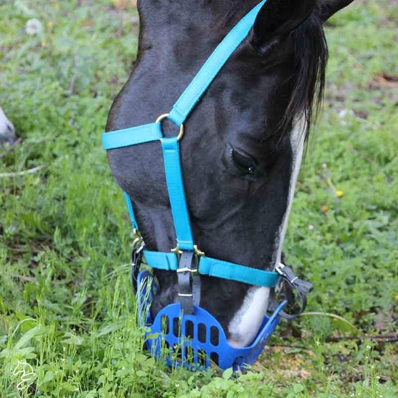 Green Guard Grazing Muzzle-Horse Care-Can Pro Equestrian Supply-Mini-Black-Evolution Equestrian Co.
