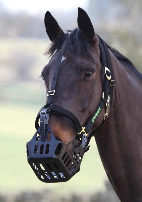 Green Guard Grazing Muzzle-Horse Care-Can Pro Equestrian Supply-Mini-Black-Evolution Equestrian Co.