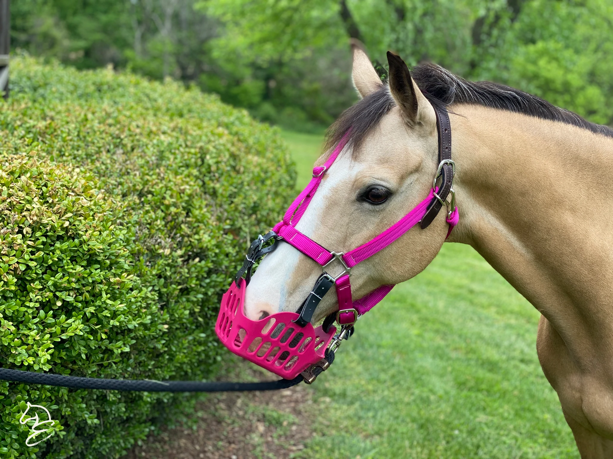 Green Guard Halter-Horse Halters-Can Pro Equestrian Supply-Mini-Black-Evolution Equestrian Co.