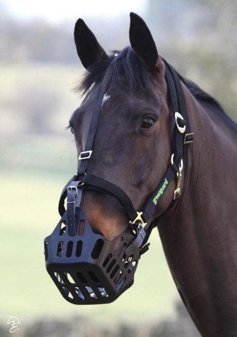 Green Guard Halter-Horse Halters-Can Pro Equestrian Supply-Mini-Black-Evolution Equestrian Co.