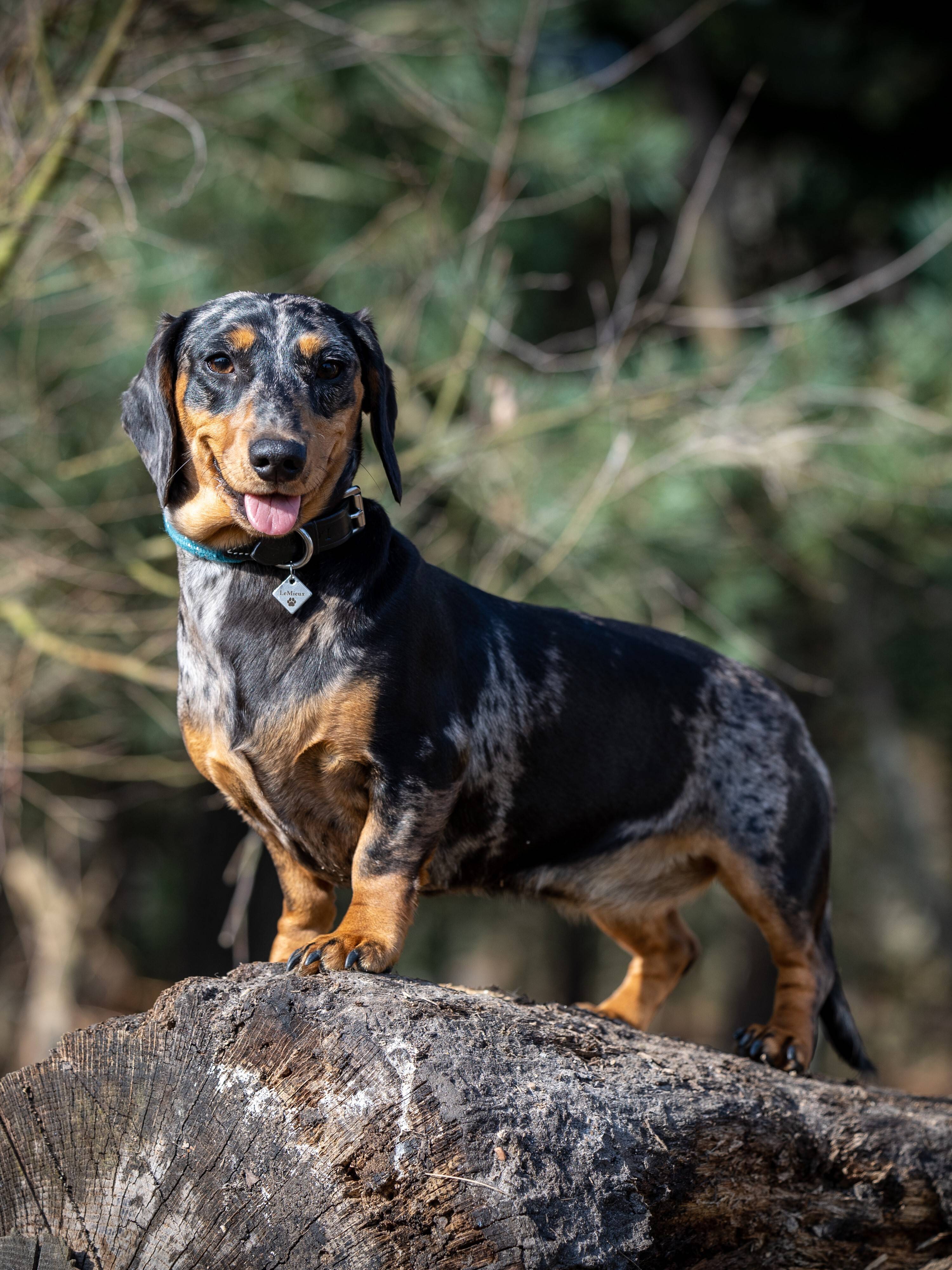 LeMieux Ascot Rope Dog Collar-Dog Products-LeMieux-Small-Evolution Equestrian Co.