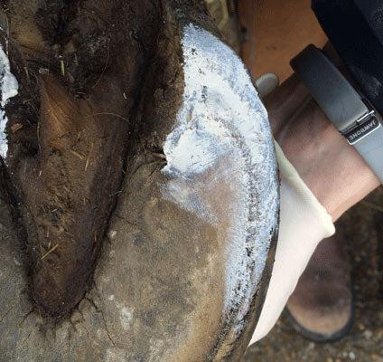 Red Horse Products Artimud-Horse Care-Red Horse Products - UK-300g-Evolution Equestrian Co.