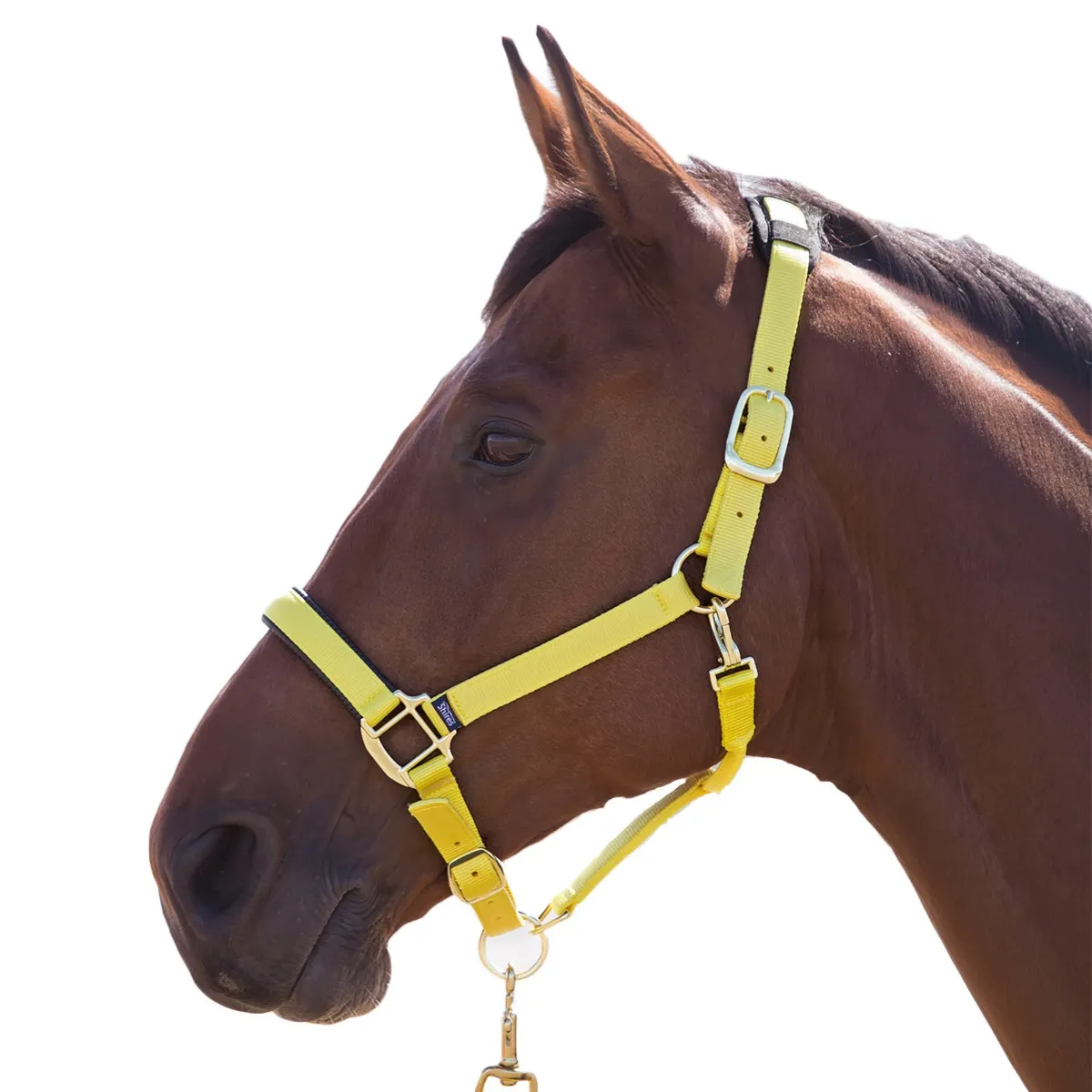 Shires Topaz Breakaway Halter-Halter-Pegasus-Yellow-XS- Pony-Evolution Equestrian Co.