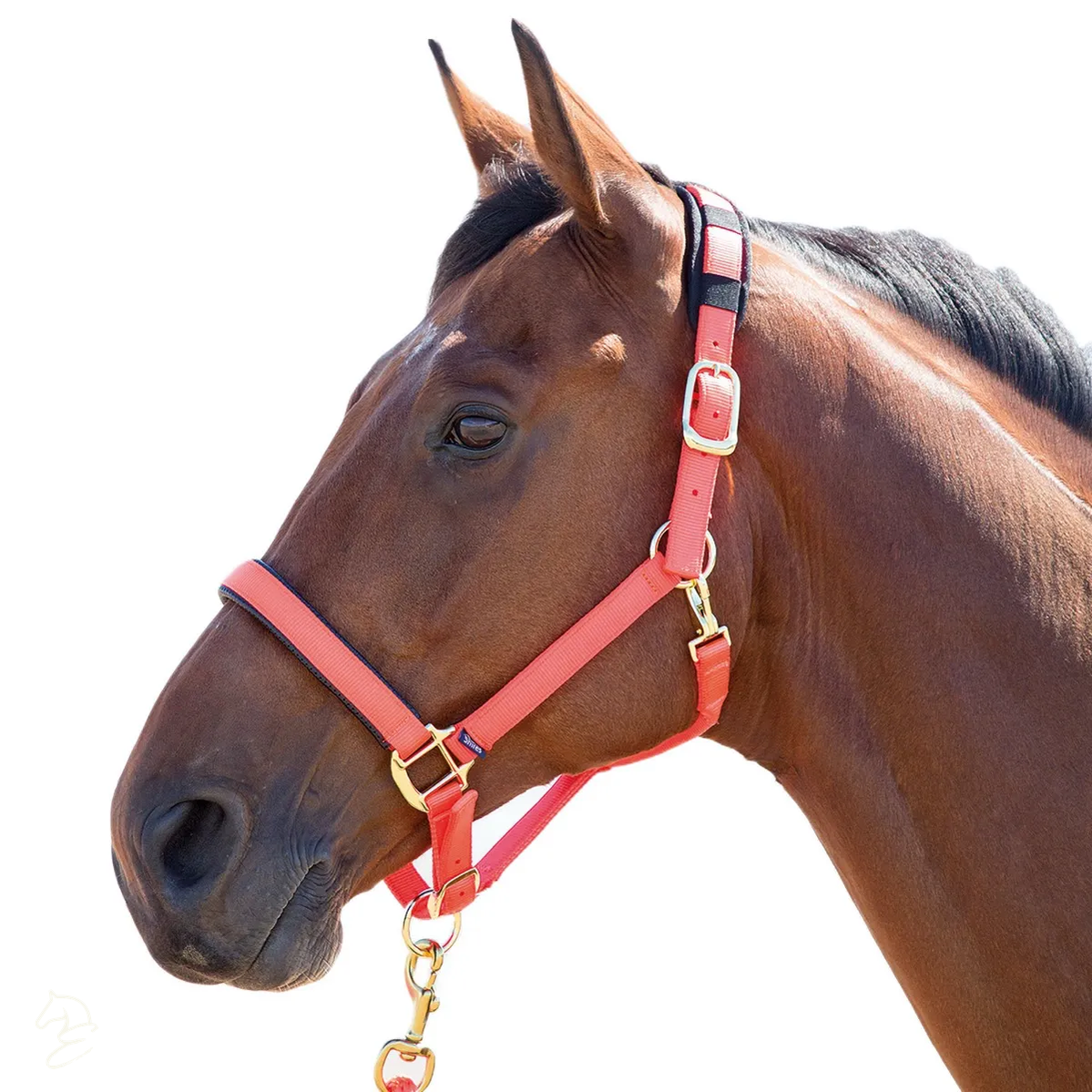 Shires Topaz Breakaway Halter-Halter-Pegasus-Orange-XS- Pony-Evolution Equestrian Co.
