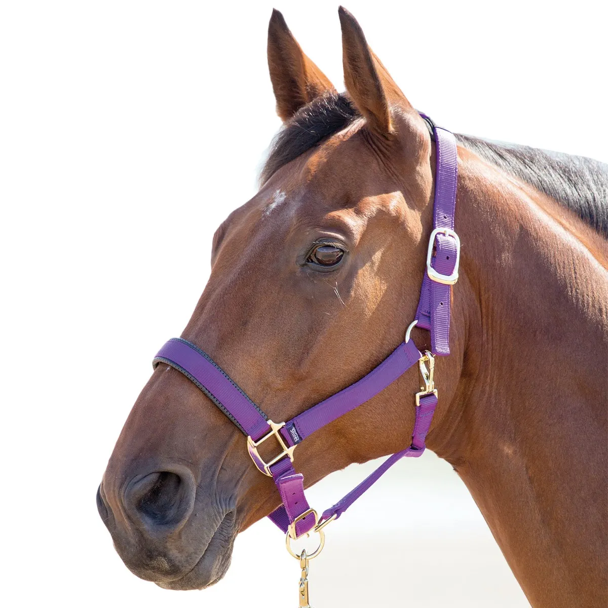 Shires Topaz Breakaway Halter-Halter-Pegasus-Purple-XS- Pony-Evolution Equestrian Co.