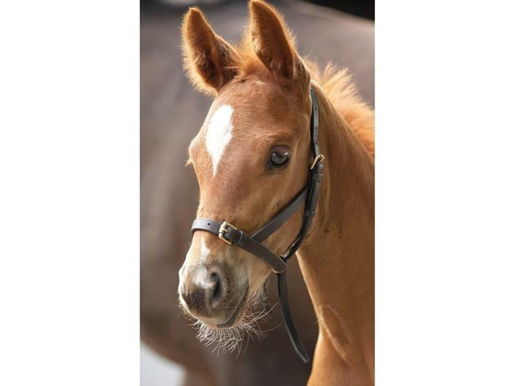 Shires Blenheim Leather Foal Slip Halter