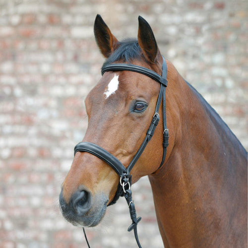 Waldhausen Star Bitless Bridle-Equestrian-Can Pro Equestrian Supply-Pony-Black-Evolution Equestrian Co.
